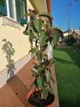 Planta para exterior ou interior