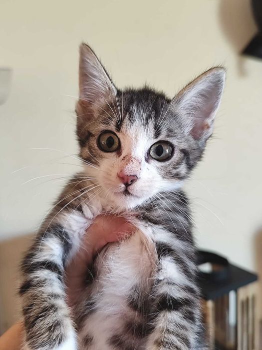 MARANG (Macho, 2 Meses) Para Adoção