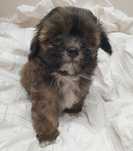 Maltipoo. Pudel toy/ Maltańczyk. Hybryda. Chłopczyk Jogi.