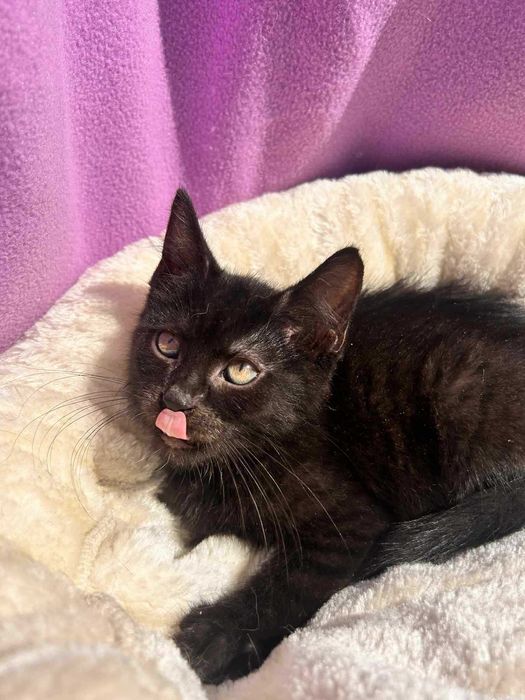 Kotek do adopcji.