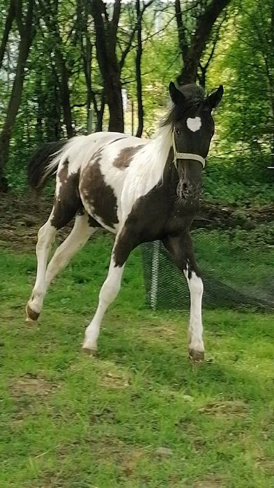 Sprzedam klaczkę