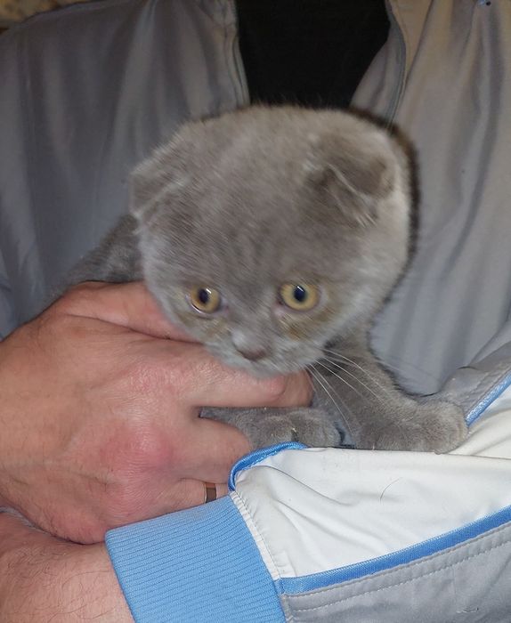 Шотландский вислоухий котёнок