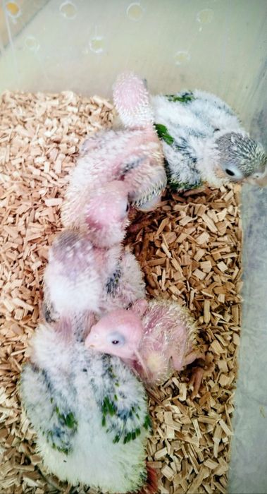 Aves boa qualidade para criar a mão