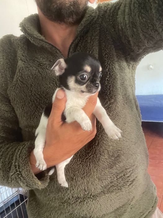 menina com   lop e afixo