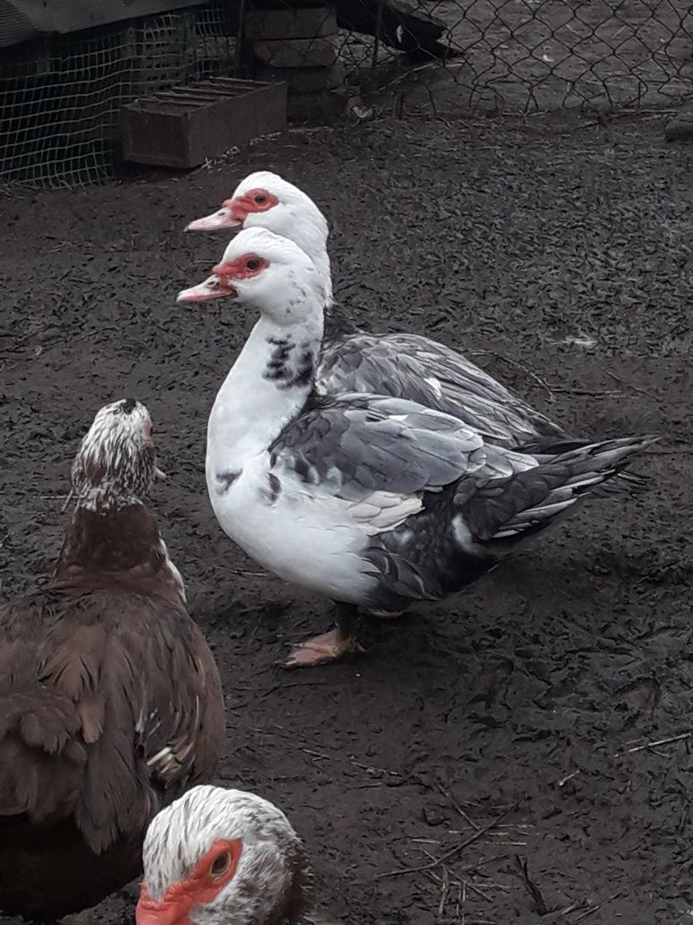 Kacze jajka lęgowe lęgowe lub konsumpcyjne