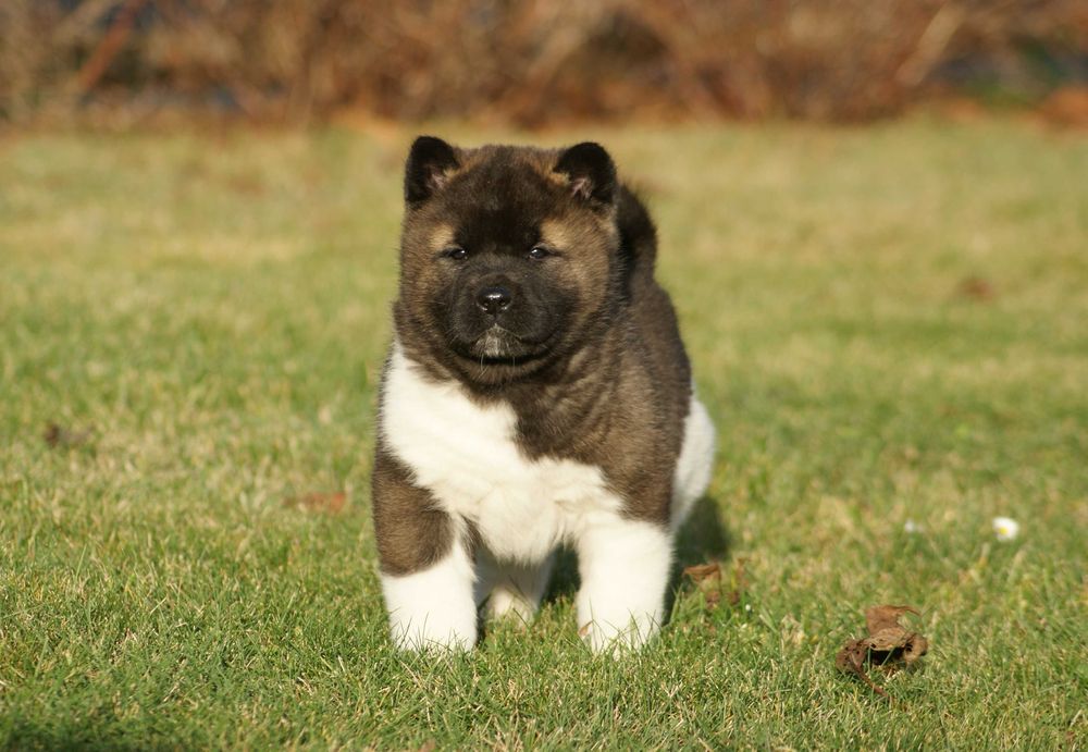 Akita amerykańska samica - DEXA