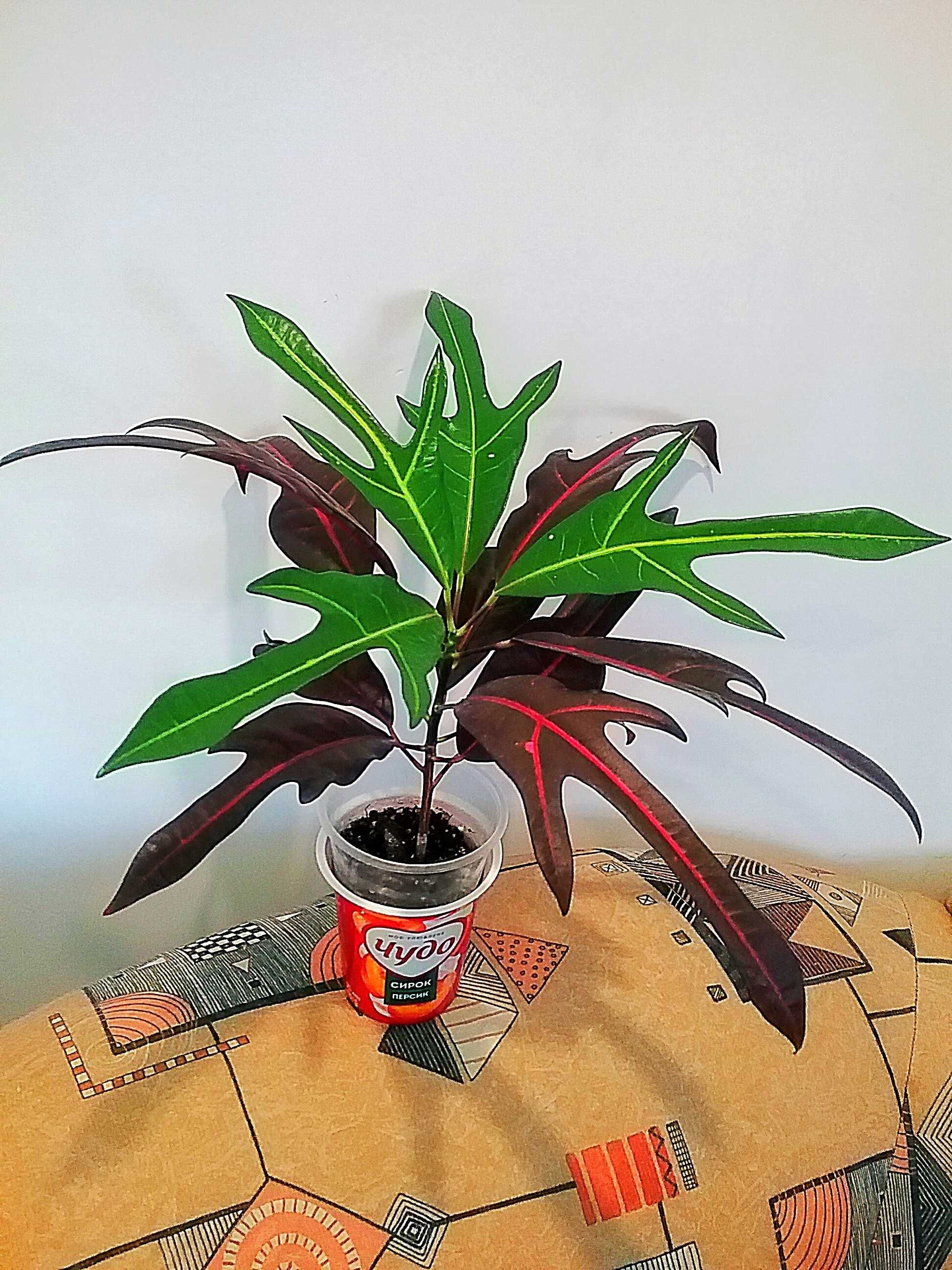 Кротон  Ексетер- Codiaeum Exeter (syn. President of Selva)