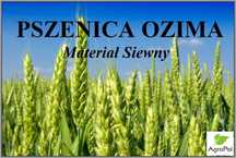 Pszenica Ozima - Materiał siewny Nasiona Kwalifikowane 24 odmiany