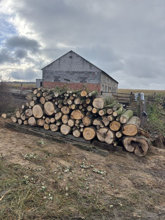 Drzewo lipa na sprzedaż okolo 10 m3