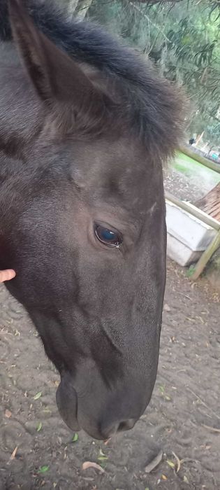 Égua Lusitana  Pontuada