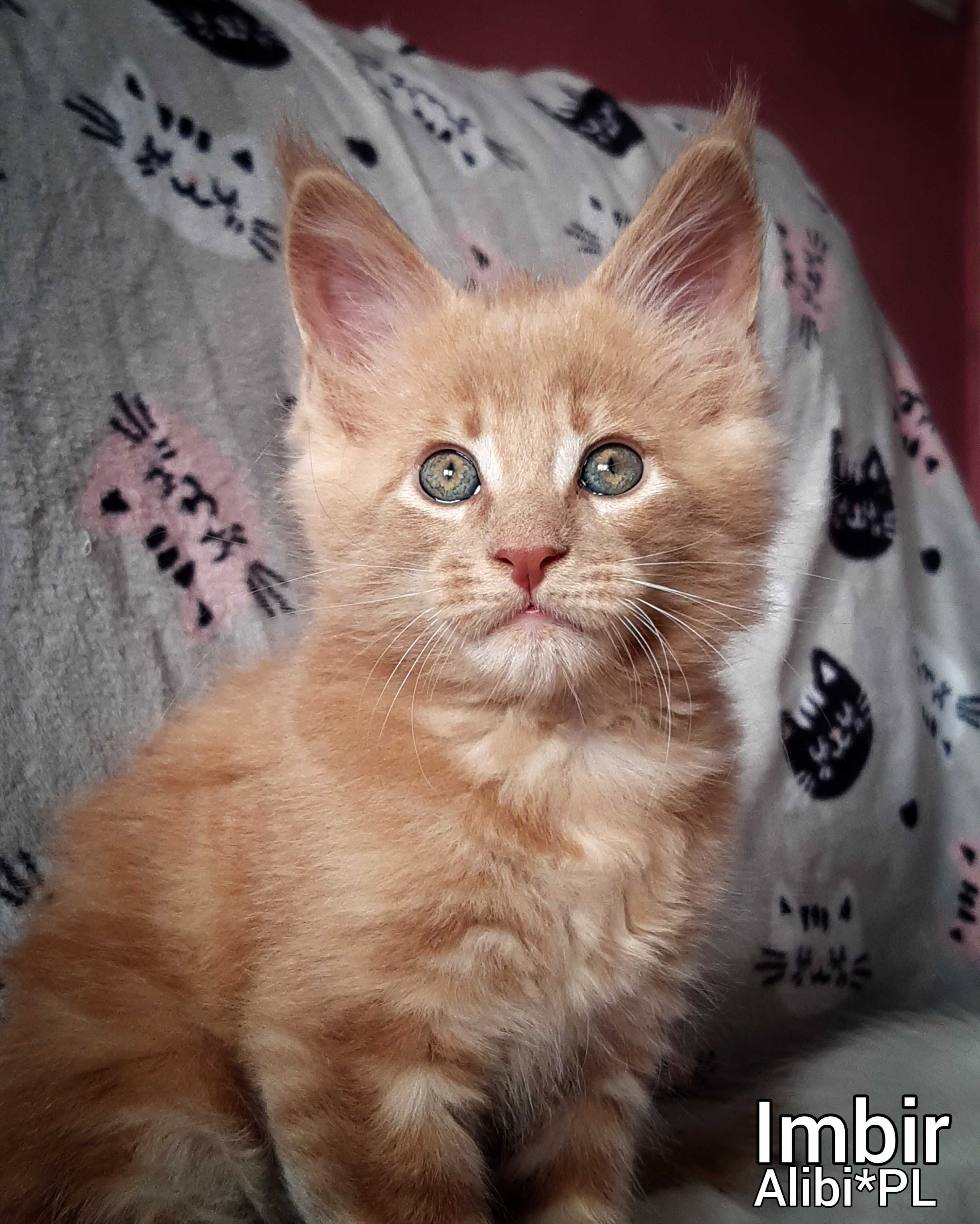 Kociaki Maine Coon, legalna hodowla