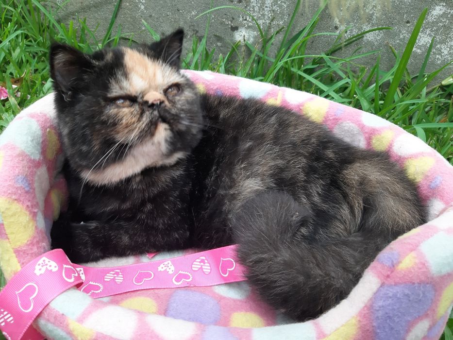 Gatinha tartaruga exótica