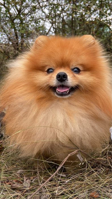 Пропонується до вʼязки померанський шпіц