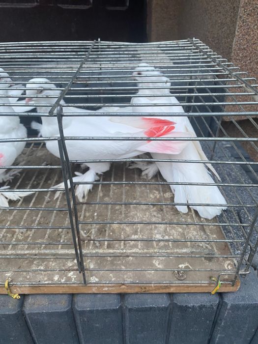 Sprzedam gołębie mewki