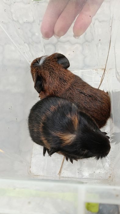 Малыши морской свинки.