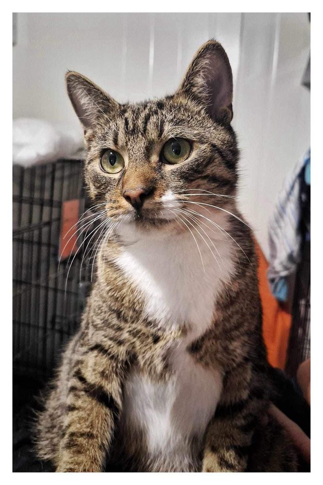 Koci dwupak do adopcji