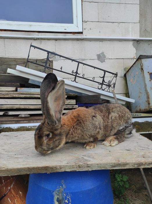 Samczyk Bos z rodowodem