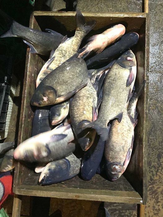 жива риба ТОВСТОЛОБ