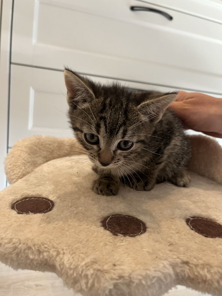 Luna młoda kotka do adopcji