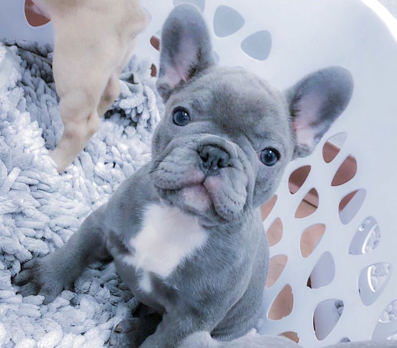 Найкращі бульдожки у Харкові