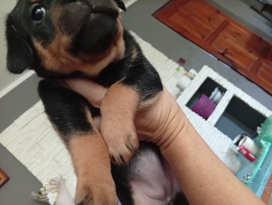 Sunia suczka oddam za darmo NOWY SĄCZ