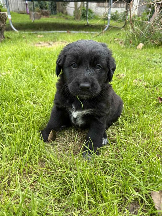 Pieski do oddania 3 psy 2 suczki