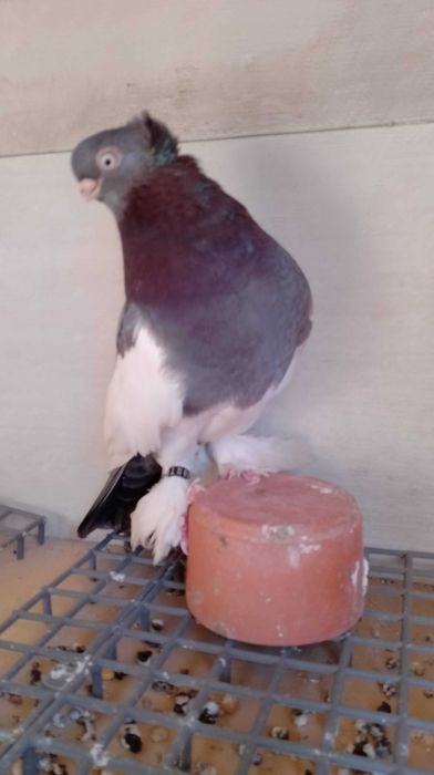 Sroczka Polska niebieska