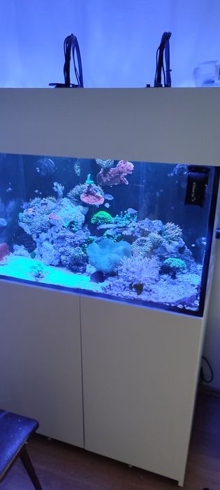 Akwarium morskie Red sea 300xl