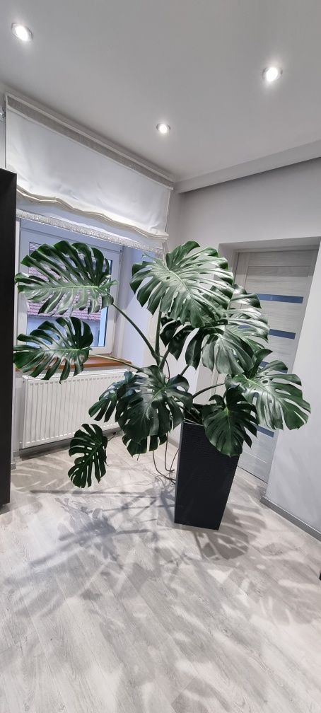 Monstera 3 letnia