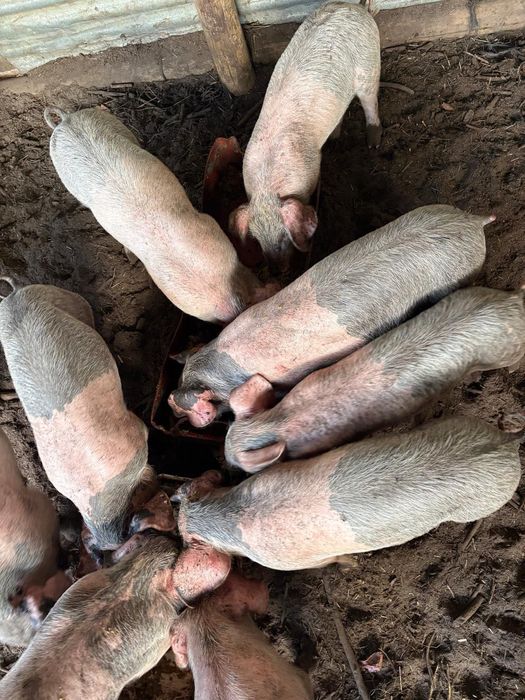 Leitões Piétrain/Bísaro