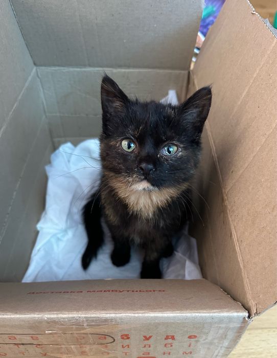 Кошеня віддамо в хороші руки