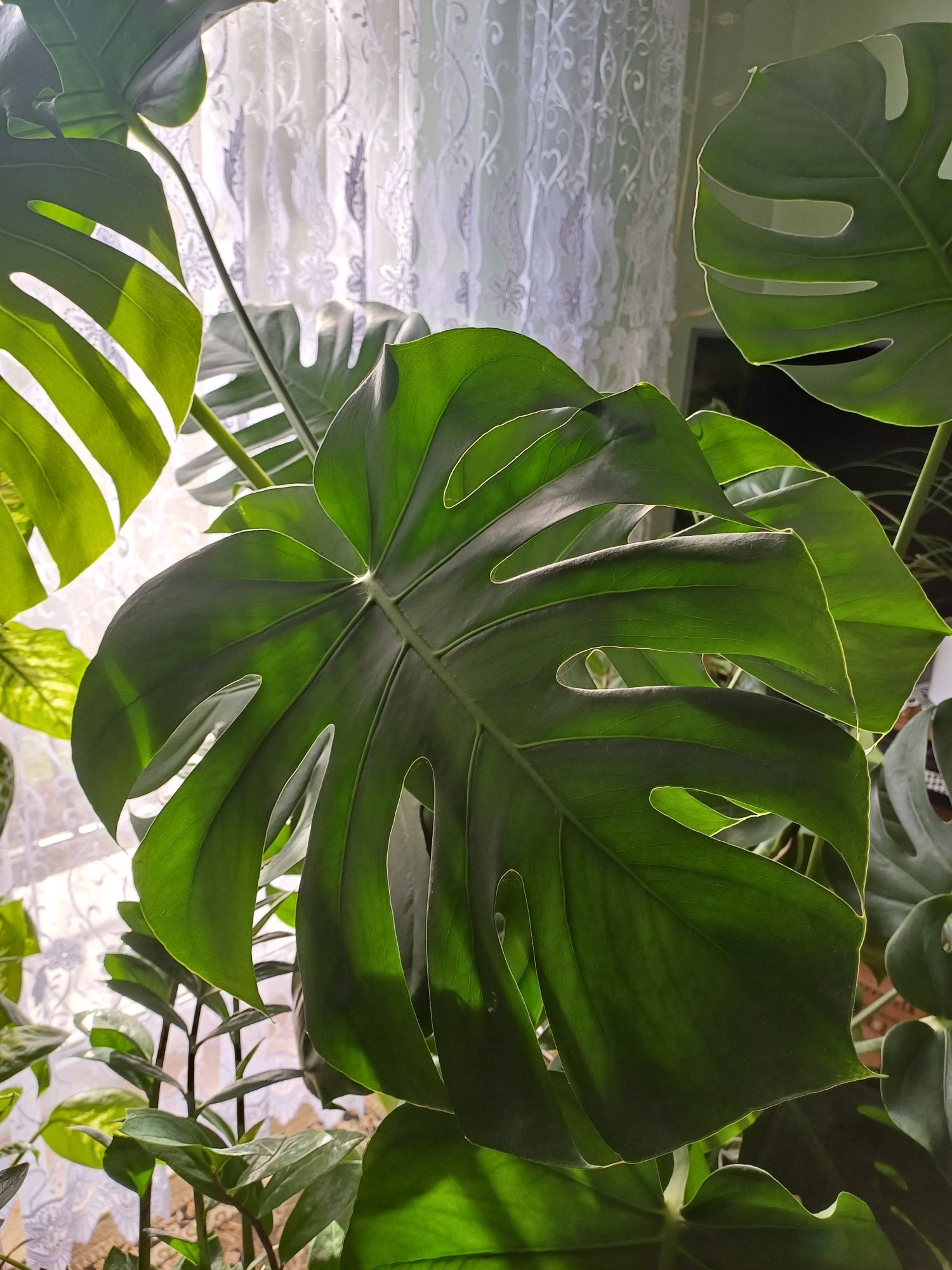 Monstera kwiat 150cm duża zdrowa