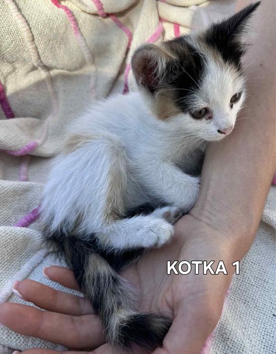 Kotki do oddania za darmo