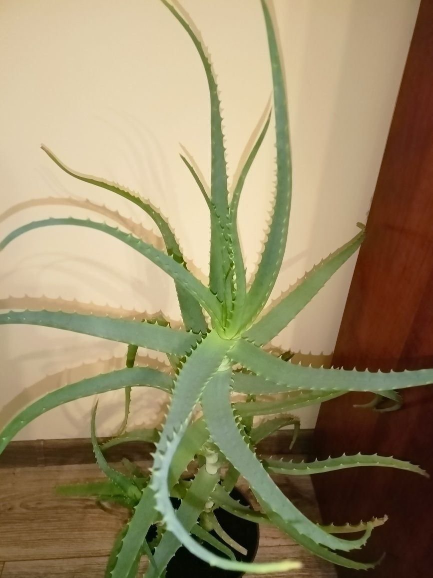 Aloes drzewiasty - wysokość 83 cm, leczniczy kwiat domowy