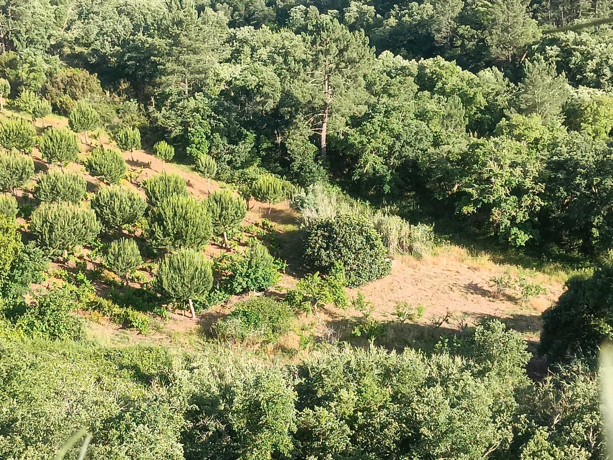 Terreno agrícola com pinhal manso, vinha e árvores de fruto