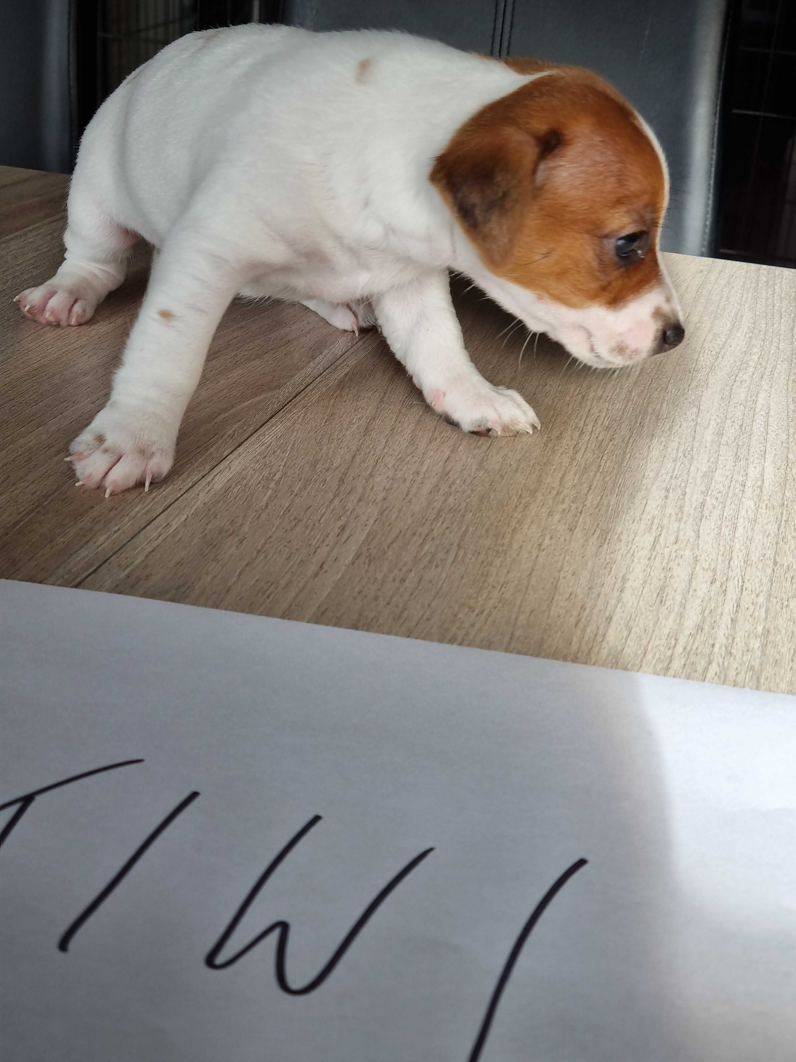 REZERWACJA Śliczna KIWI Jack Russell Terrier, odbiór od 25 sierpnia