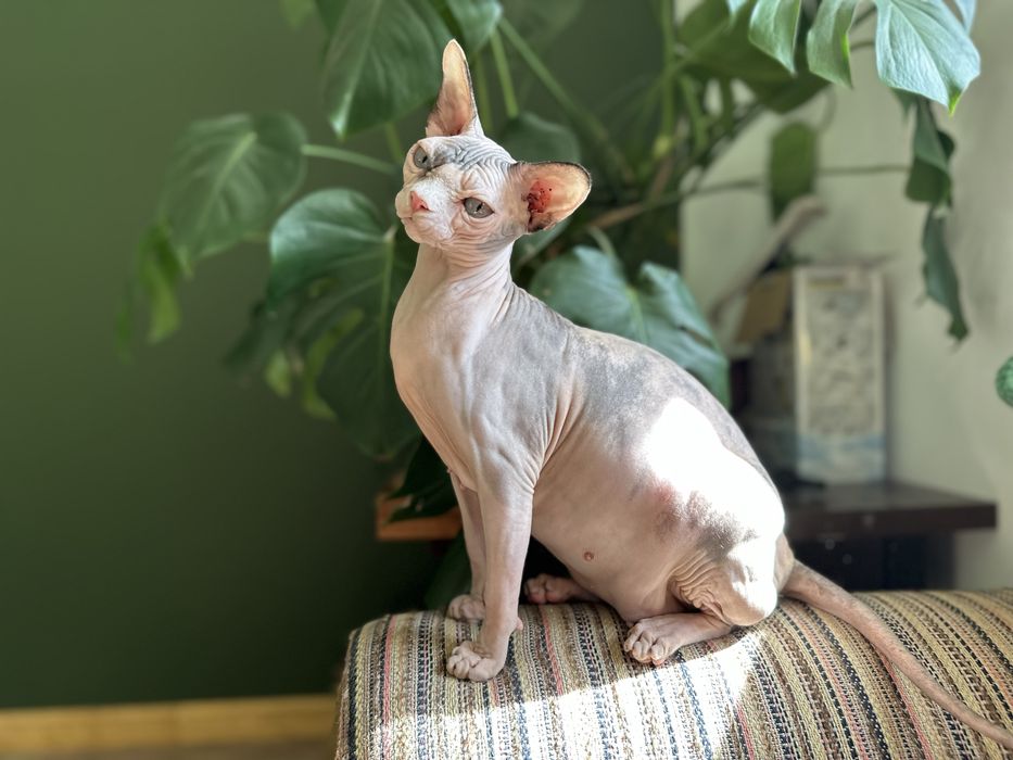 Sfinks kanadyjski kotka