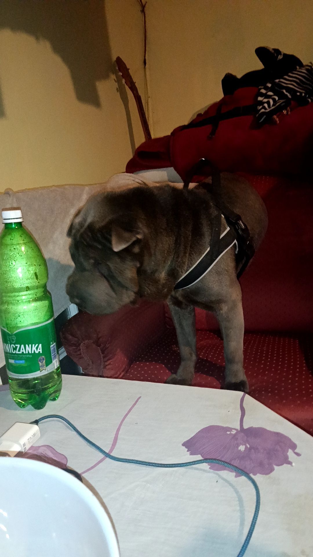 Oddam za darmo schar