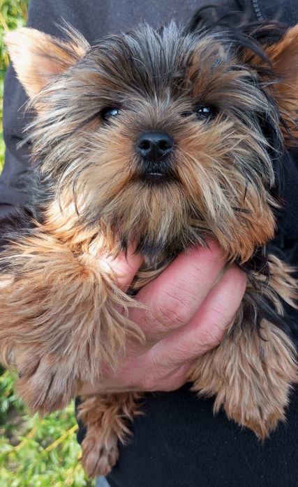 Szczeniak York Terrier. Miniaturka. Piesek