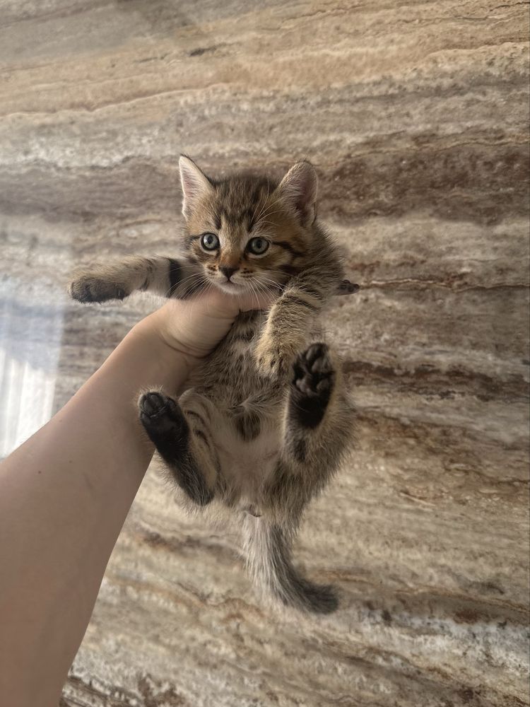 Віддам кошенят у добрі руки!