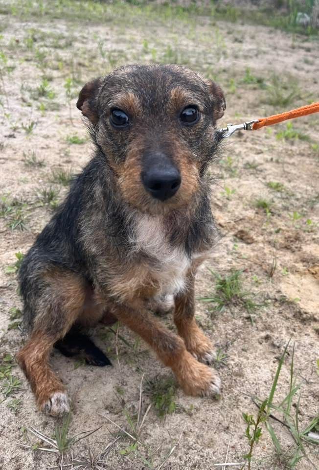 Kochany Tymek czeka na adopcje
