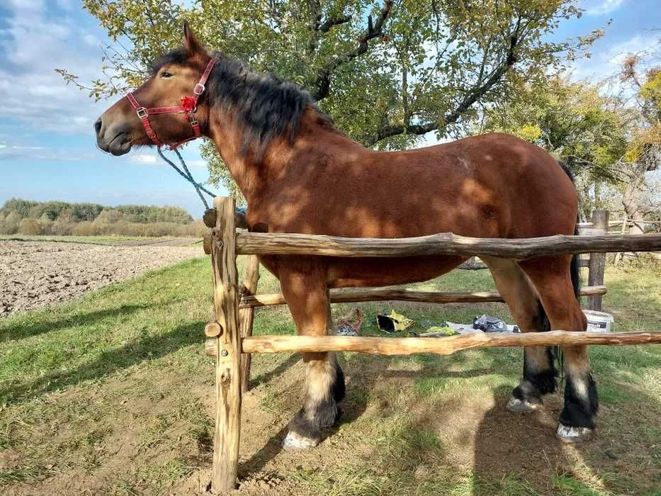 Sprzedam klacz zimnokrwista ze źróbką