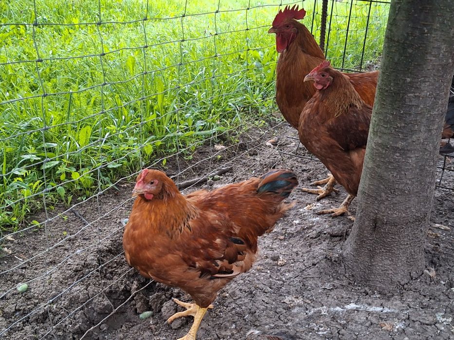 Jaja,jajka legowe kur new hampshire