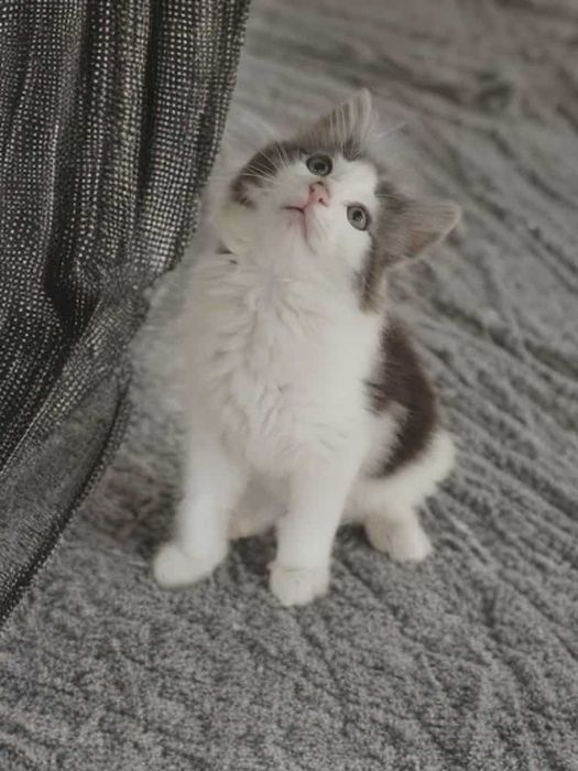 Kocurek norweski leśny rodowód 5cio pokoleniowy FIFE