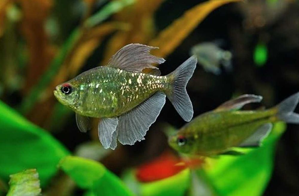 Błyszczyk brylantowy - Moenkhausia pittieri - dowóz, wysyłka