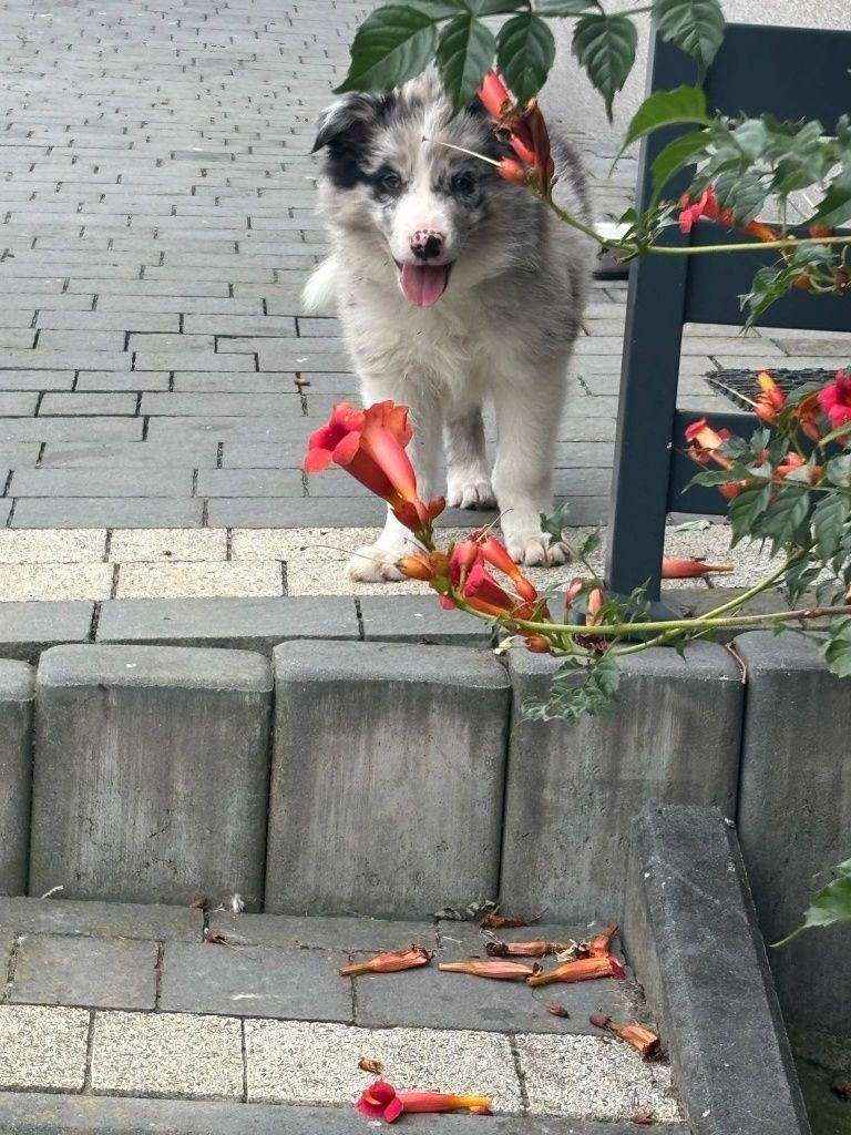 Piesek border collie (blue merle) - do odbioru