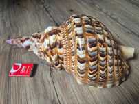 Duża muszla dekoracyjna Charonia Variegata Róg Trytona 30x16cm+GRATIS