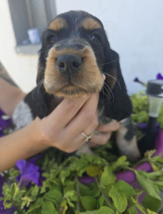 Sprzedam suczke Cocker spaniel