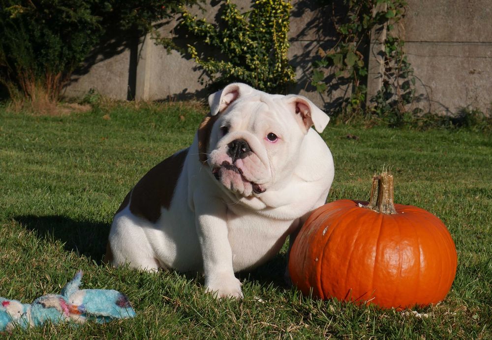Buldog angielski ZKwP, Rodowód Międzynarodowy FCI suczka UNIQUE BEAUTY