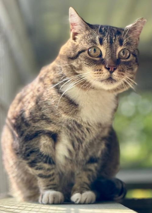 Kruszyna - wykątkowa, śliczna, grzeczna - szuka domu